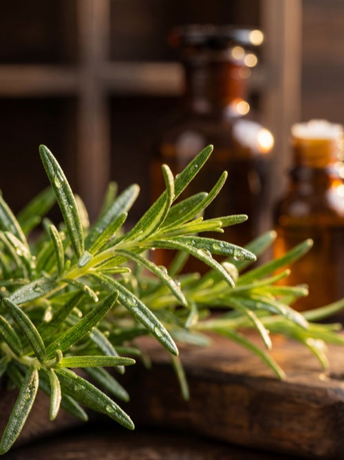 Fresh rosemary sprigs with essential oil bottles